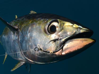 Indian Ocean Yellowfin Tuna Stocks Alert Raised