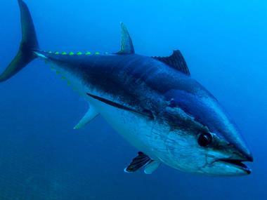 MSC welcomes Pacific PNA tuna fishery recertification